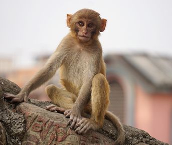 Шри-Ланка - остров мечты!