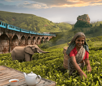 Большое путешествие по Шри-Ланке 2026