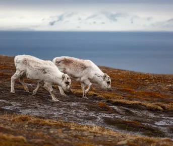 Экспедиция на Шпицберген из Мурманска