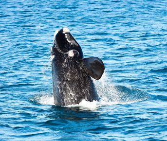 Юар: в гости к китам!