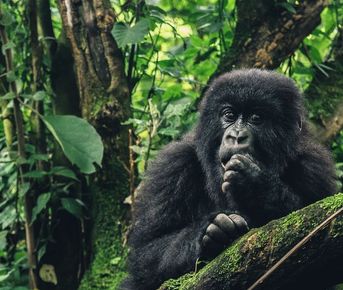 Уганда и Руанда: в гости к гориллам!