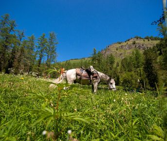 Сафари Тур по Алтаю