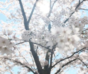 Тур в Китай: Цветение сакуры