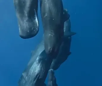 Маврикий сокровище природы-кашалоты- активный тур приключение