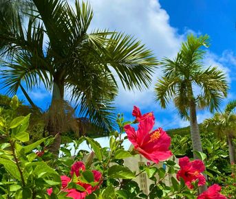 Окинава - Японские Гавайи! Тур на 2 острова в Тихом океане, черепахи, голубая пещера