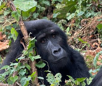 Уганда Руанда Бурунди