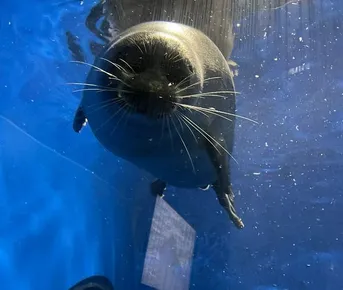 Листвянка - знакомство с Байкалом