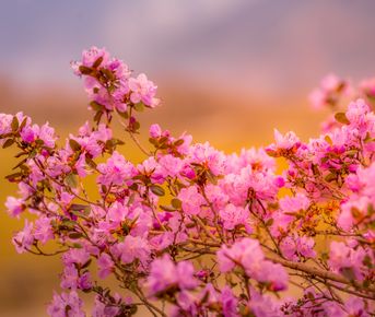 Цветущий Алтай