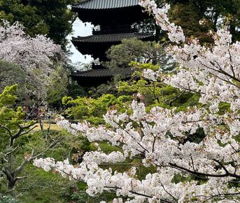 Премиум Япония. Сезон сакуры