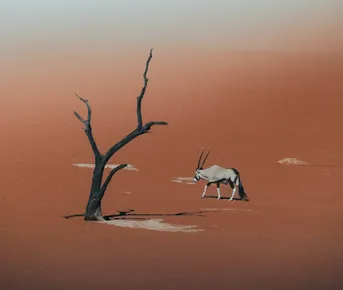 Намибия и водопад Виктория: 4 страны Африки с водителем и гидом. Без палаток.