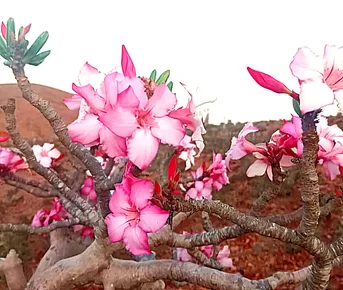 Сокотра - Уголок рая вдали от суеты  8 дней