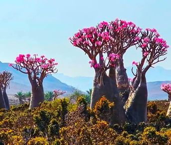 Сокотра - Где звезды кажутся ближе. 10 дней. Треккинг