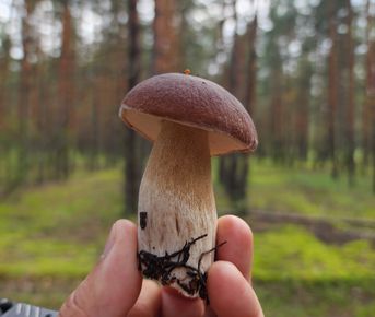 Неожиданная Рязань с походом в лес за грибами