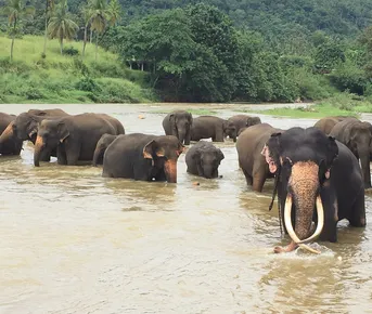 Культура  и  природа