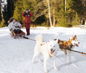 Зимние забавы в Карелии: ретропоезд, хаски, снегоходы и тайны Мраморного каньона