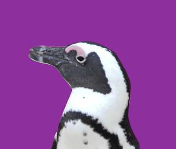 Юар: в гости к китам! Кейптаун, пингвины, киты и сафари.