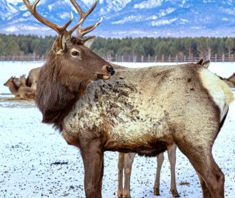 Сибирский ритм: Байкал. Кбжд. Аршан. Зима.