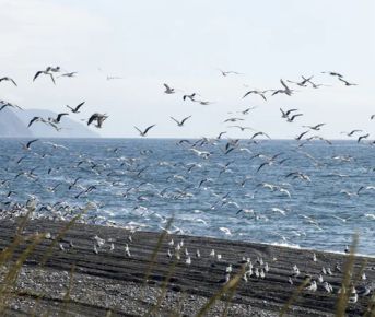 Сахалин. Поход по Тонино-Анивскому кольцу