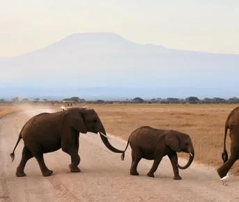 Лучший сафари тур 2025: Великая Миграция в Кении