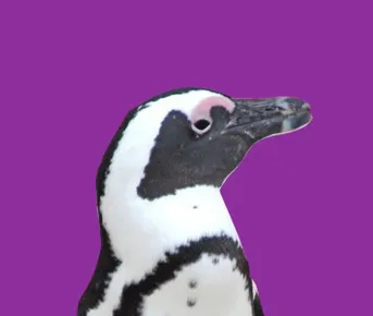 Юар: Новый год на краю света! Кейптаун, пингвины и сафари.