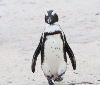 Юар: меняем зиму на лето! Кейптаун, пингвины и сафари.