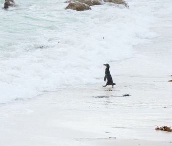 Юар: меняем зиму на лето! Кейптаун, пингвины и винодельни.