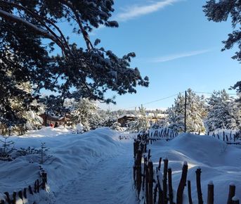 Новогодний конный тур Лесные зимние сказки