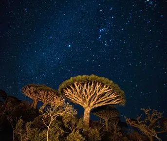 Сокотра: Все сокровища острова за 8 дней