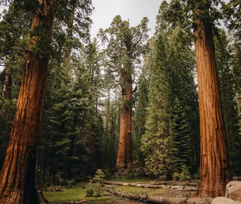 Сша. Дикий запад