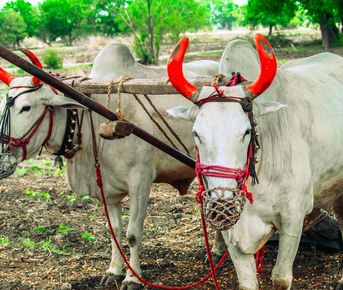 Экскурсия по индийской деревне из Дели в Кхаджурахо через Агру