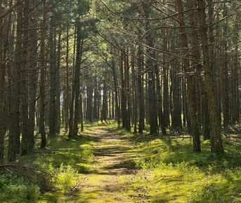Куршская коса и ее Красота