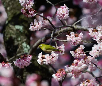 Сакура в Японии: минимум стресса, максимум впечатлений