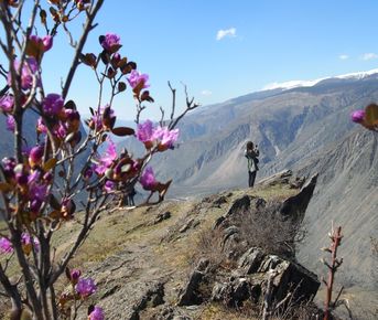 Цветение Маральника на Алтае