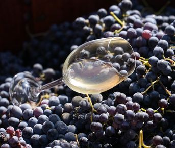 Винный тур в Хор Вирап