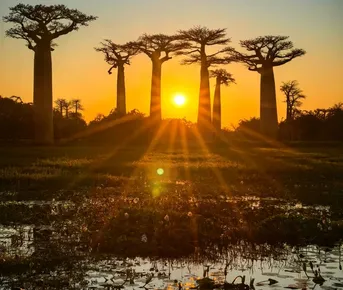 В Краю Баобабов