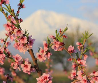 Цвети, моя Армения...