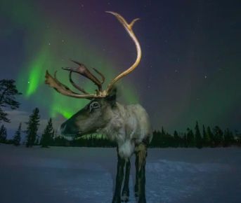 Снежные Приключения / 4 дня и 3 ночи