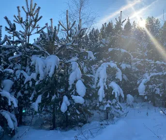 Перезагрузка В Сердце Тайги