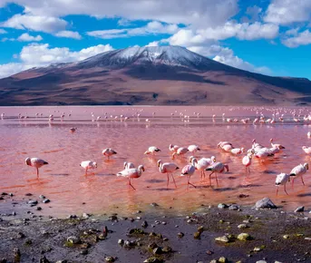 Южная Америка, 4 Страны: Аргентина, Боливия, Бразилия и Чили