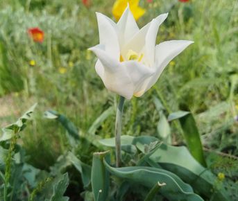 Тюльпанная Калмыкия 2026 г. Лайт 5 дней