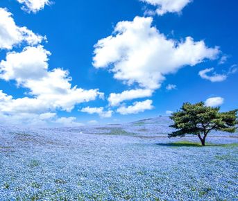 К истоку Японских островов. Сакура в регионе Тохоку.