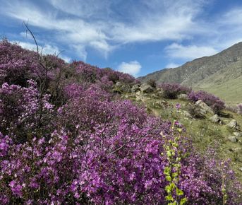 Весеннее пробуждение Алтая