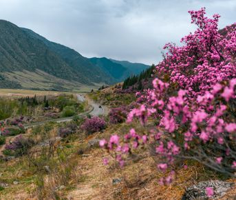 Когда цветет маральник