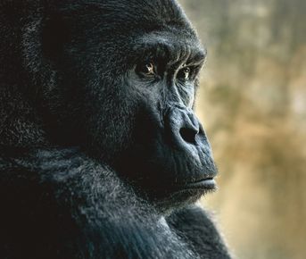 Кения и Уганда