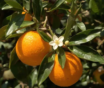 Турция — там, где зима пахнет апельсинами: от моря и до гор за 8 дней