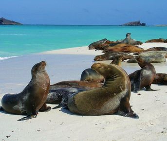 Эквадор-Галапагосские острова-Колумбия-Амазония