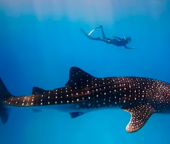 Улётные Мальдивы 2.0. Китовая Акула.