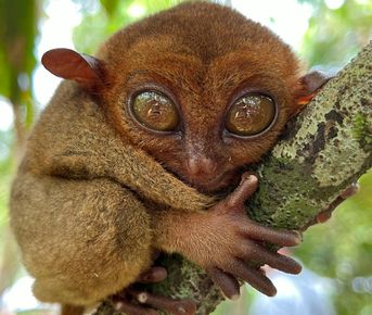 Волшебный мир Филиппин. Незабываемое путешествие по островам