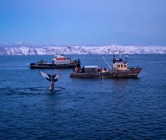 В Арктику с фотографом: Териберка, киты, сияние и снегоходы — в группе до 6 человек