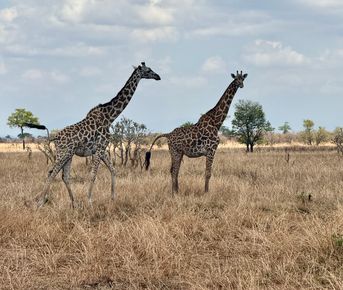 Едем в Африку: Солнечный Занзибар +1 день Сафари на материковой Танзании